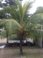 Coconut Tree