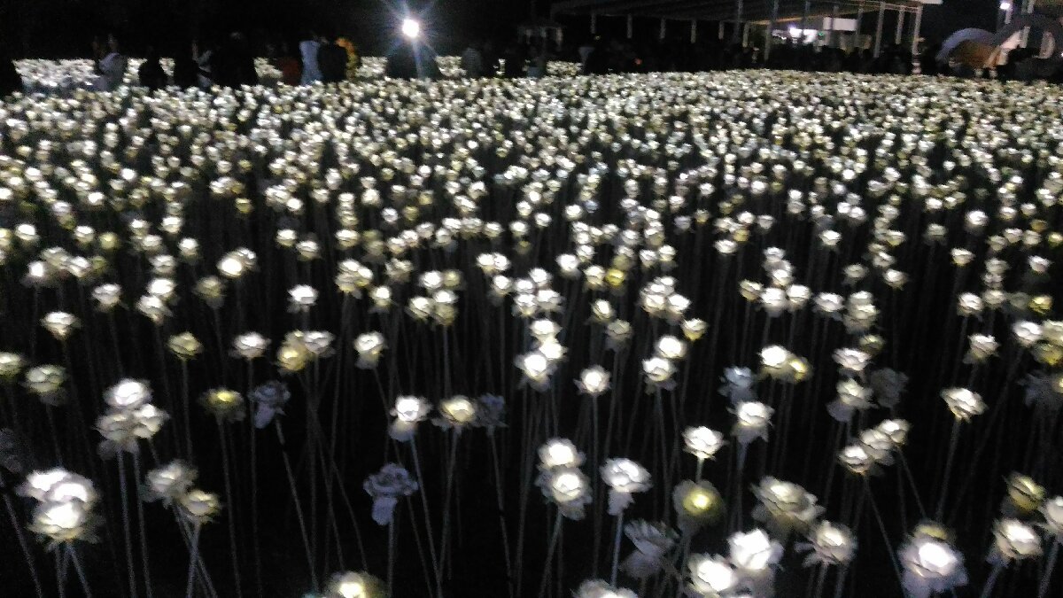 10k roses