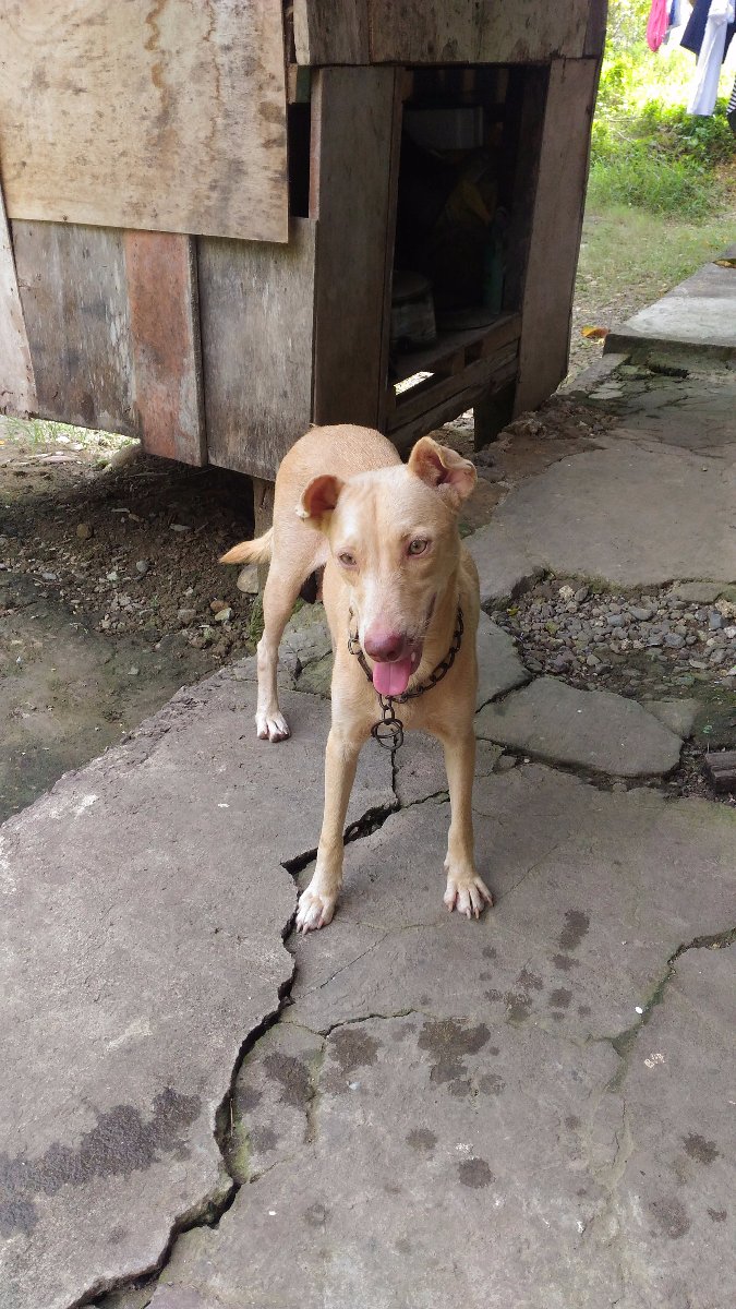Bantay, dog