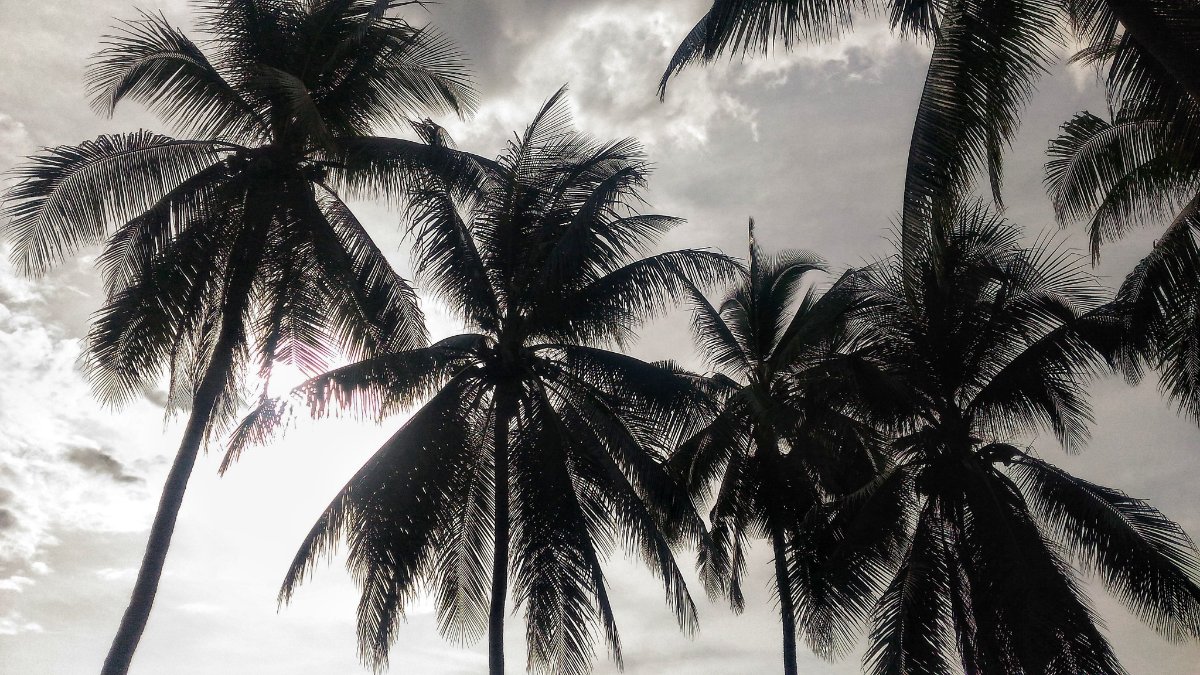 Coconuts