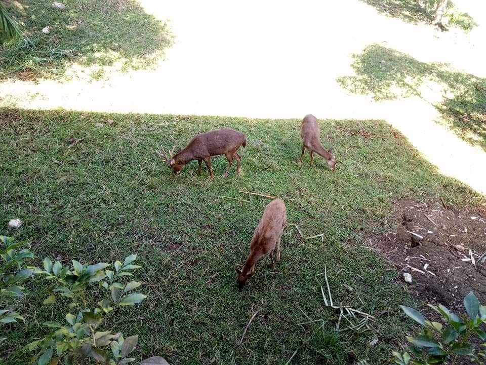 Feeding on grass