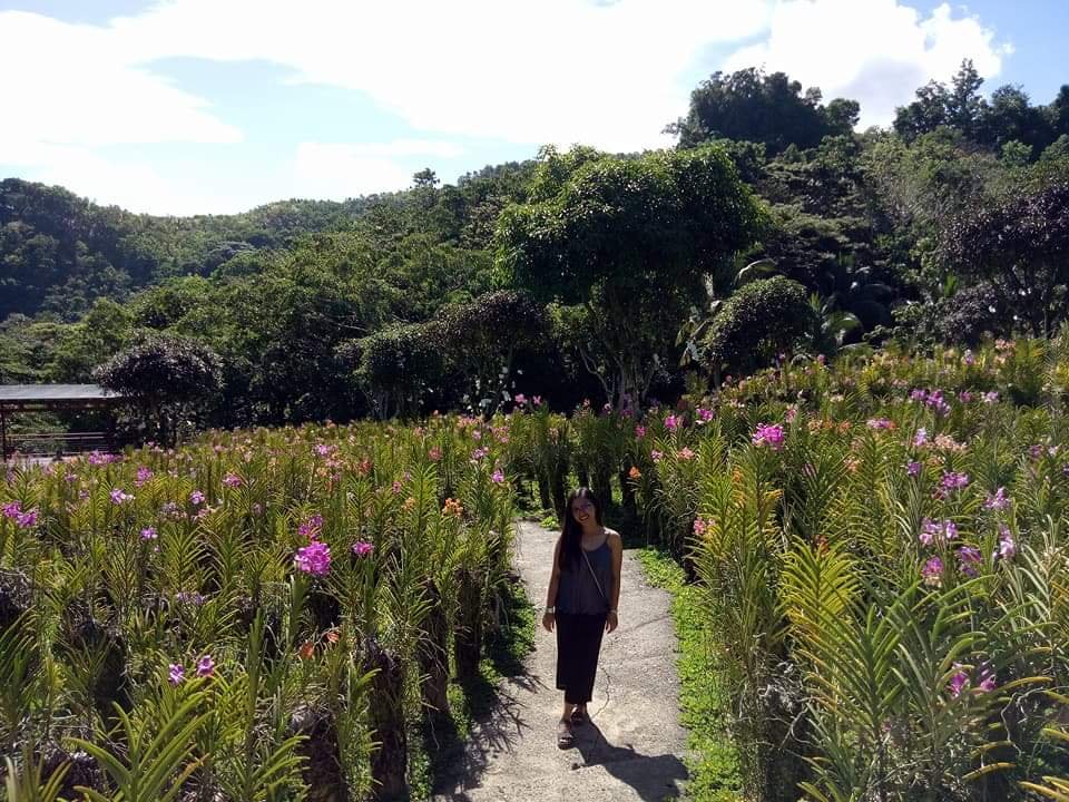 Orchids