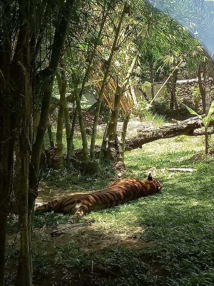 Sleeping tiger 