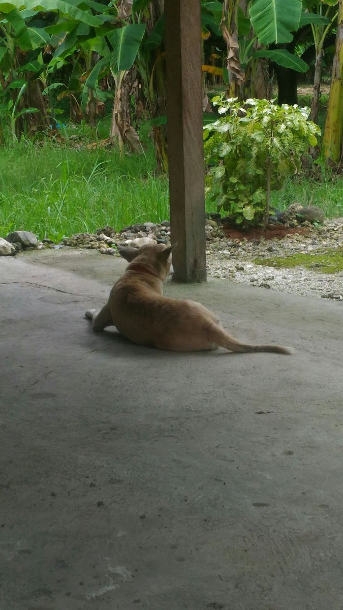 Stray, dogs
