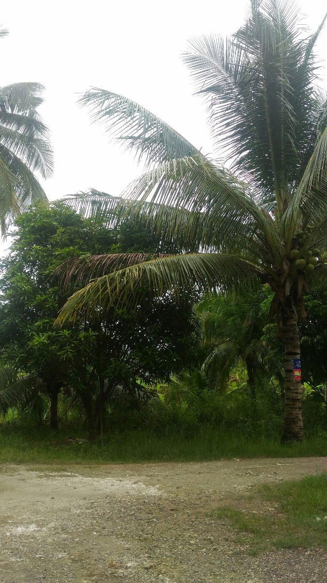 Trees