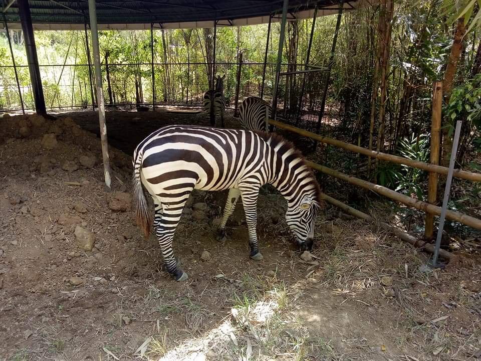 Zebra