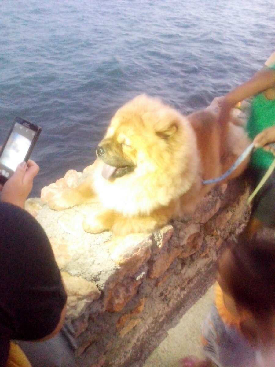 chowchow