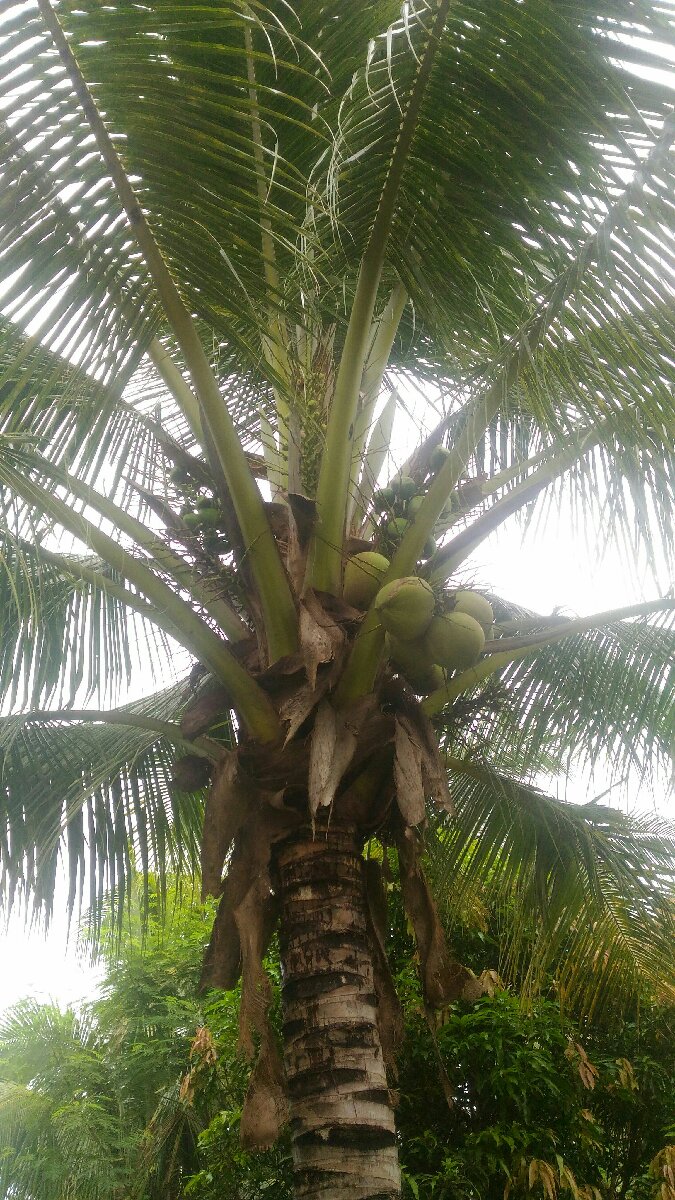 coconut
