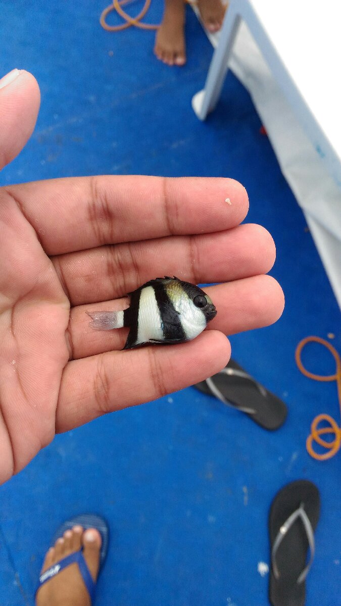 fish