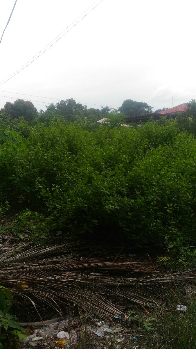 mini jungle