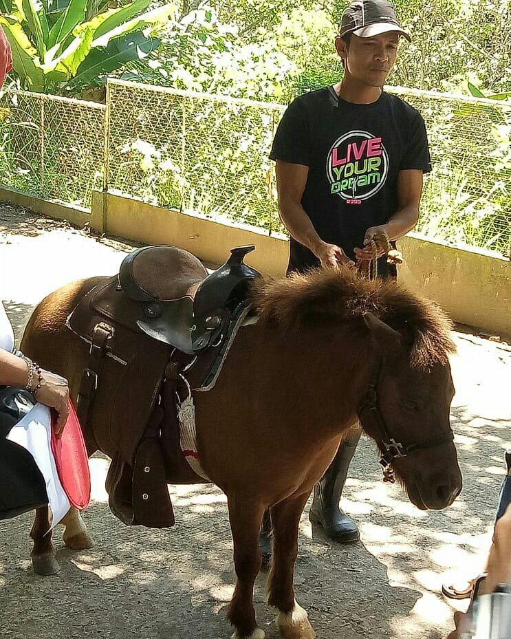 pony