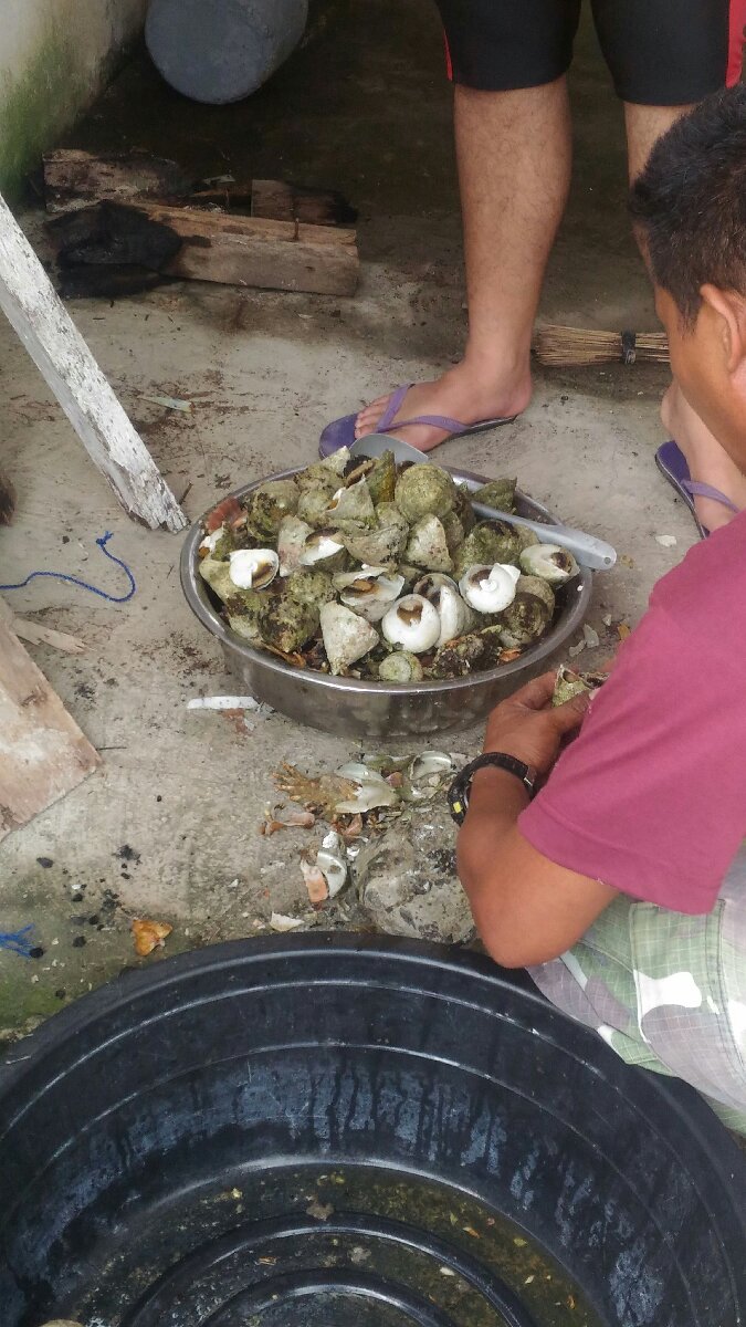 shells