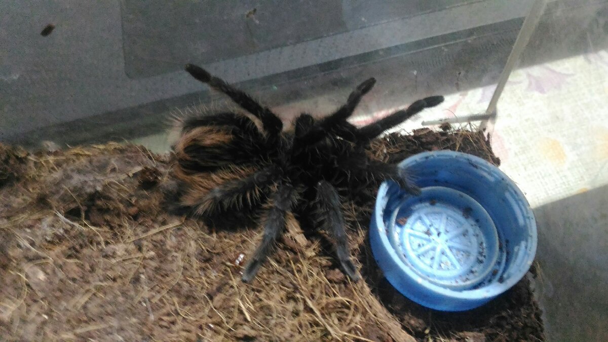 tarantula