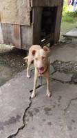 Bantay, dog