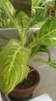 Plants
