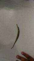seahorse