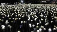 10k roses