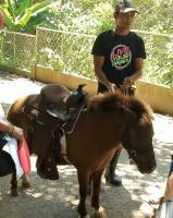 pony