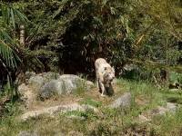 White tiger