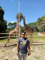 Giraffes 