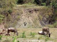 Wildlife