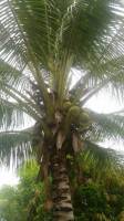 coconut