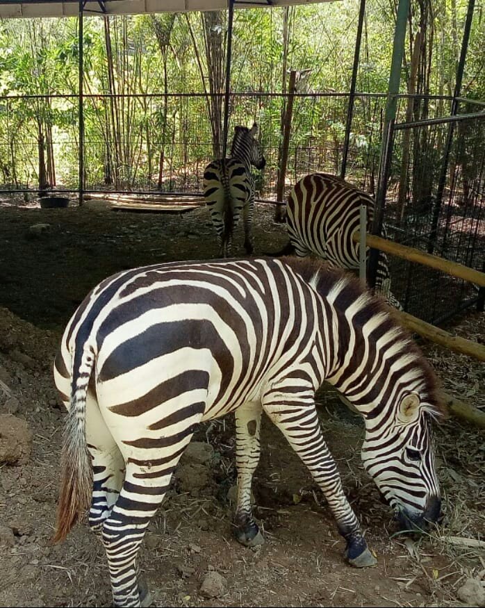 zebra