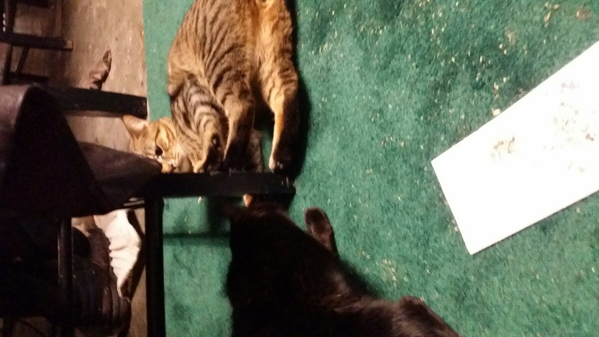 babies