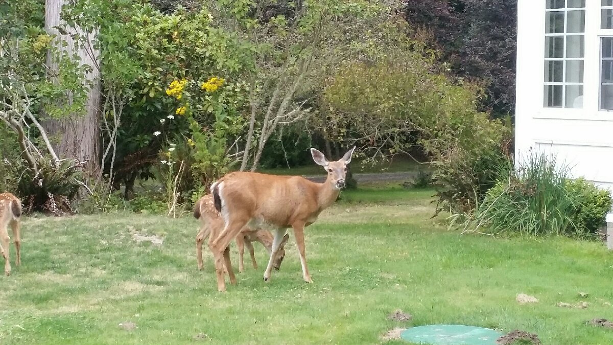 cutie deers