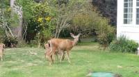 cutie deers