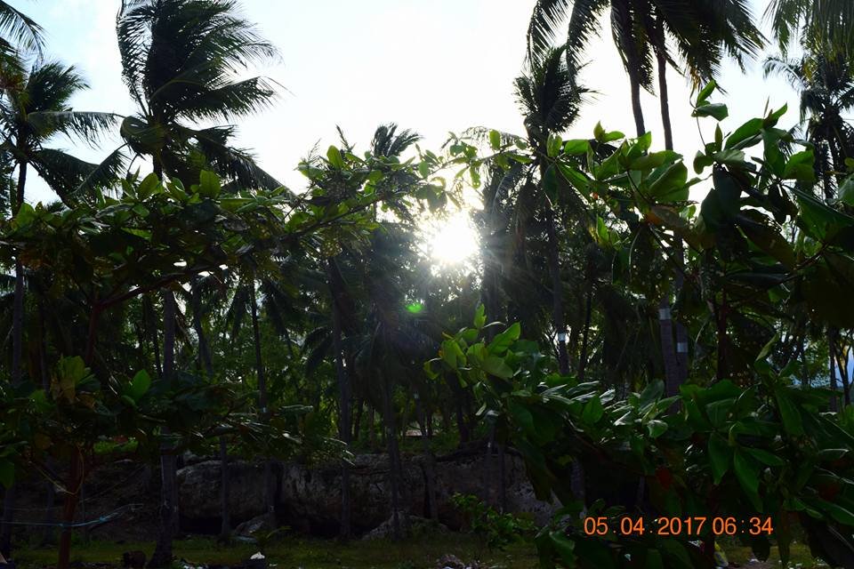 seabreeze, wind, beachtrees, greens, morning, sunrise