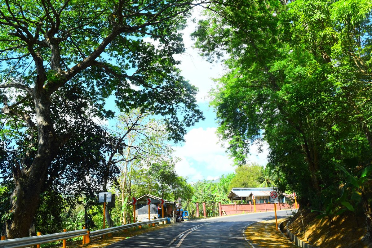 somewhere, nature, trees, green, road