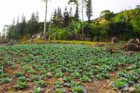 cityview, mountains, greens, cebu