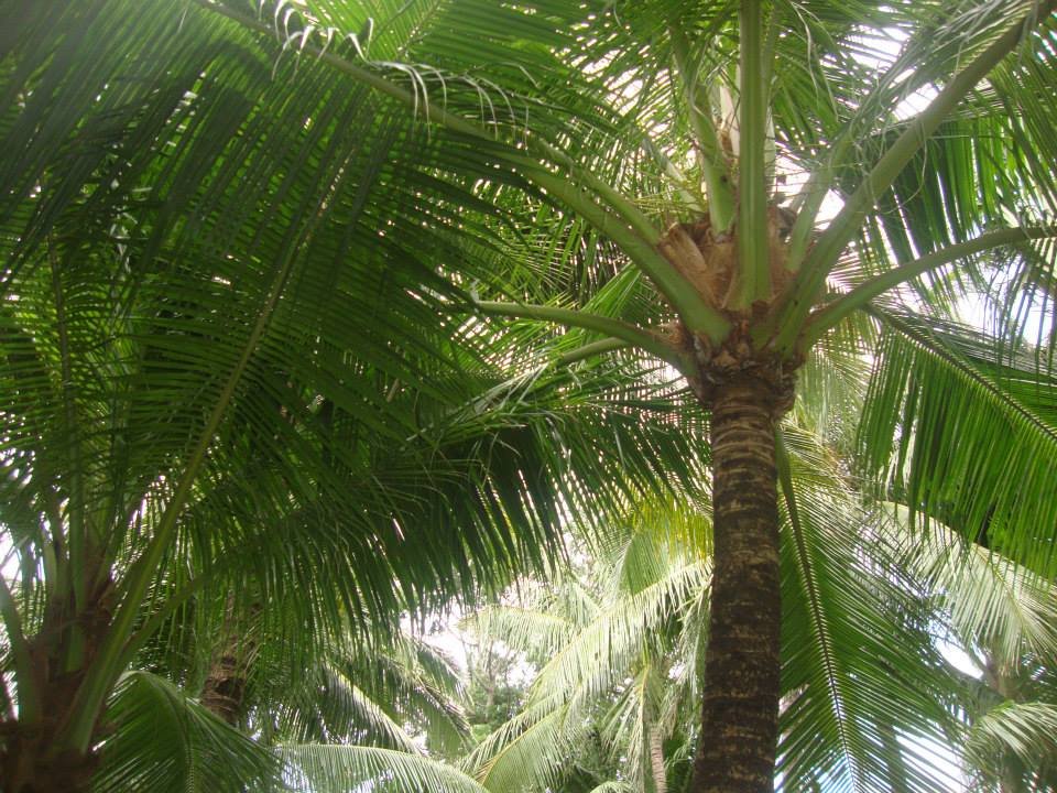 trees, coconut, greens, nature