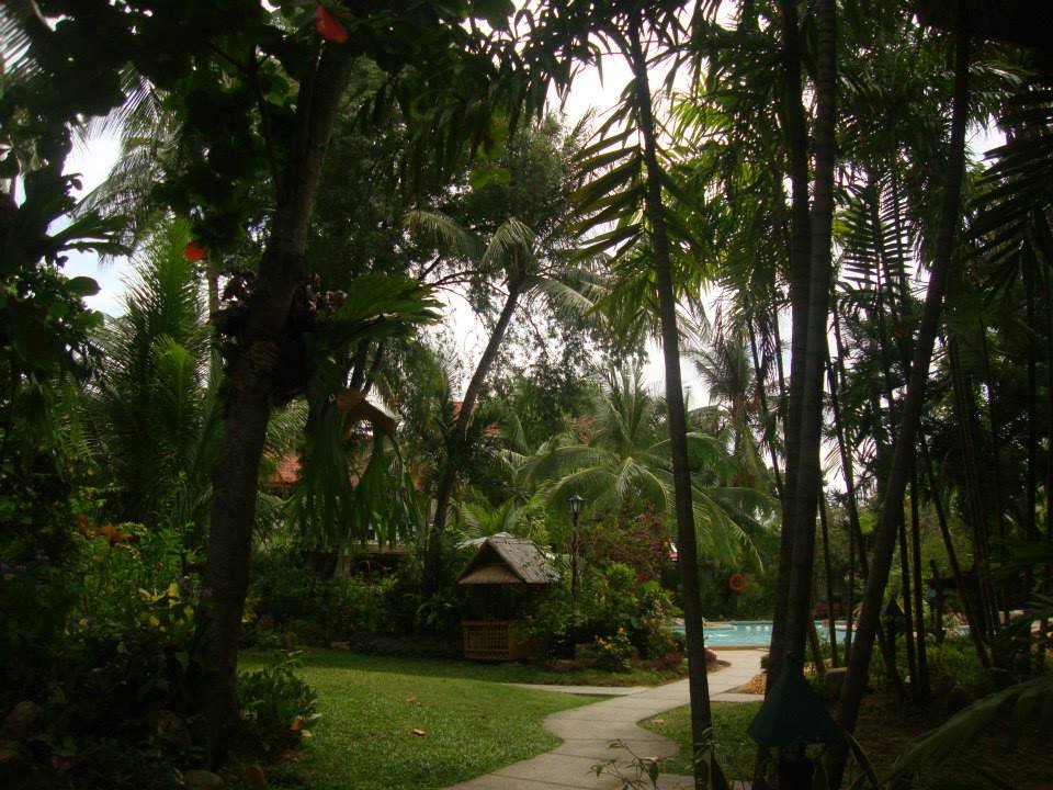 trees, greens, nature