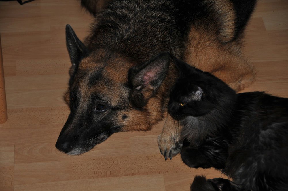 Cat, Dog, Cat  Dog