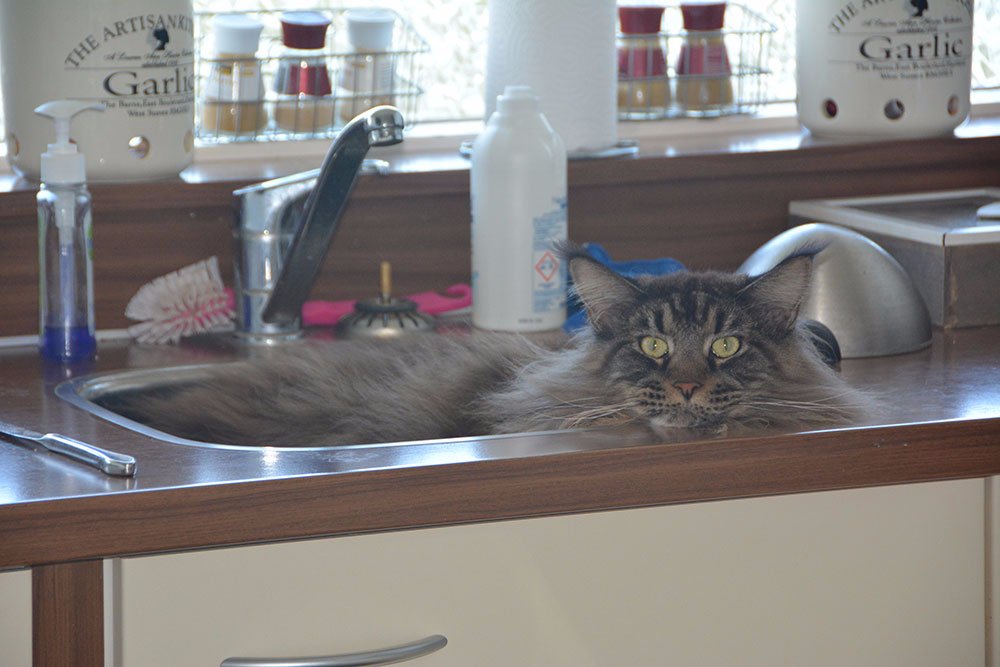 Cat, Sink, Kitchen, Siesta