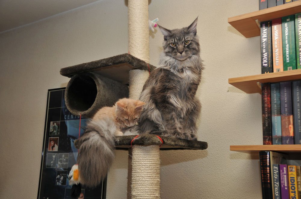 Cats, Mini  Maxi, Big  Small