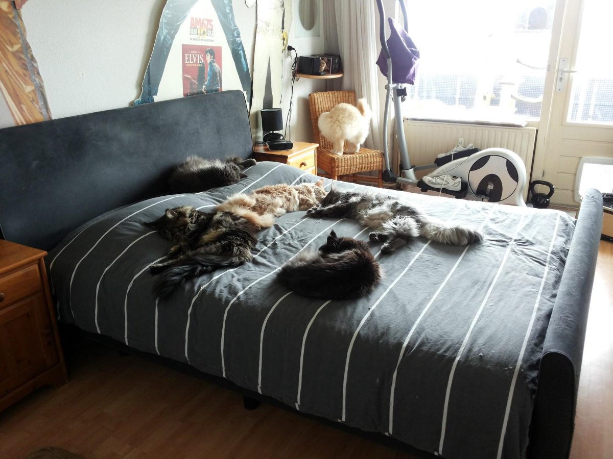 Siesta, Cats, Sleeping