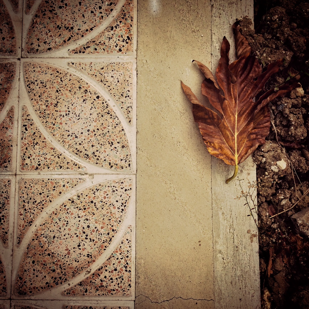 #leaf, #amateur, #photography