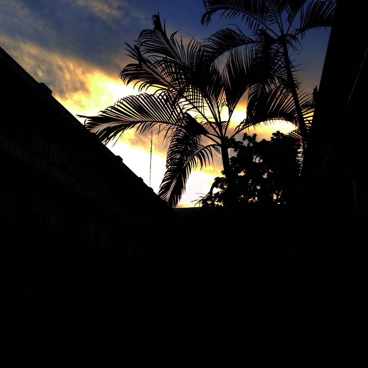 #silhouette, #tree