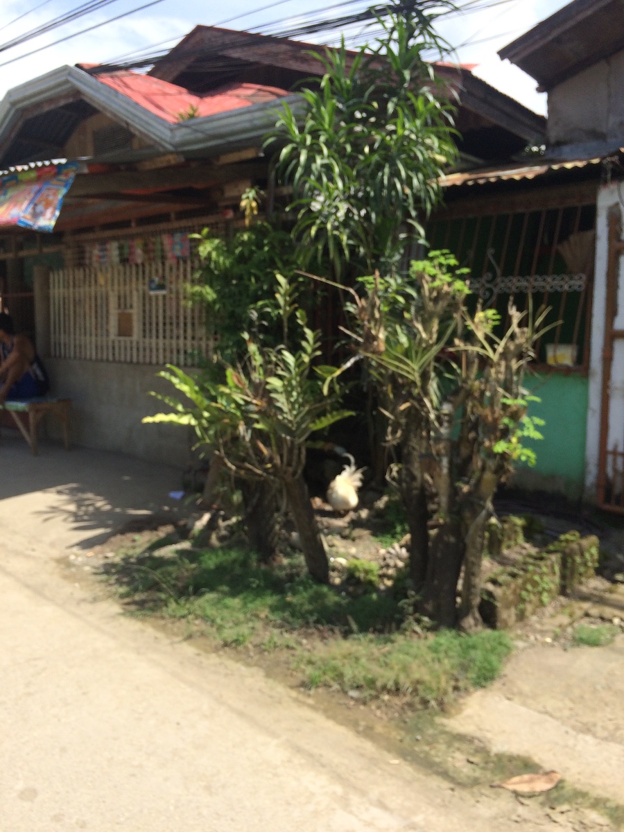 Balamban