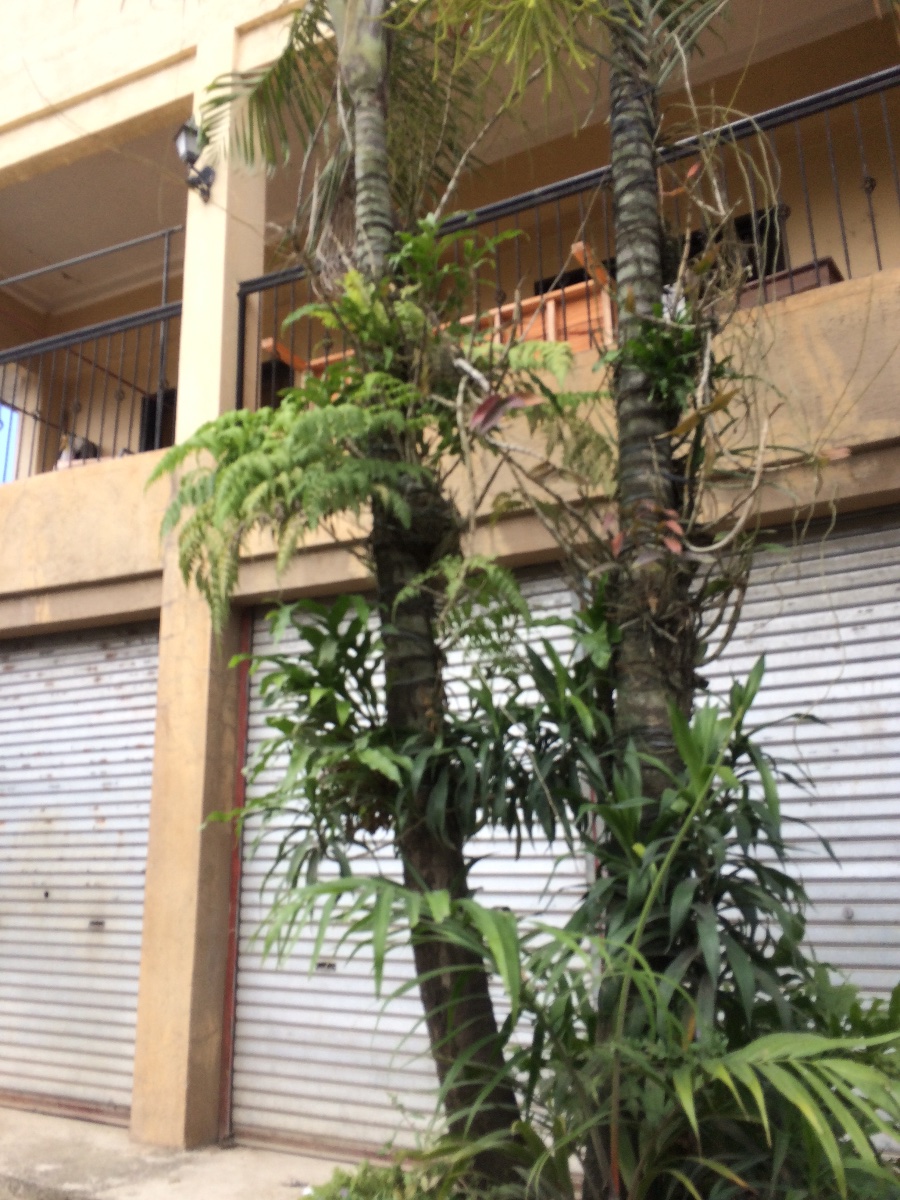 Balamban