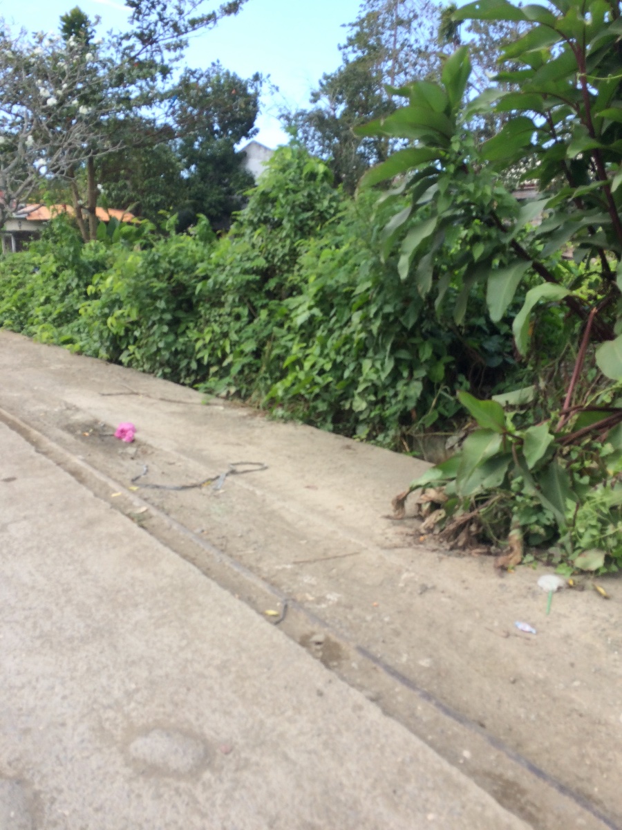 Balamban
