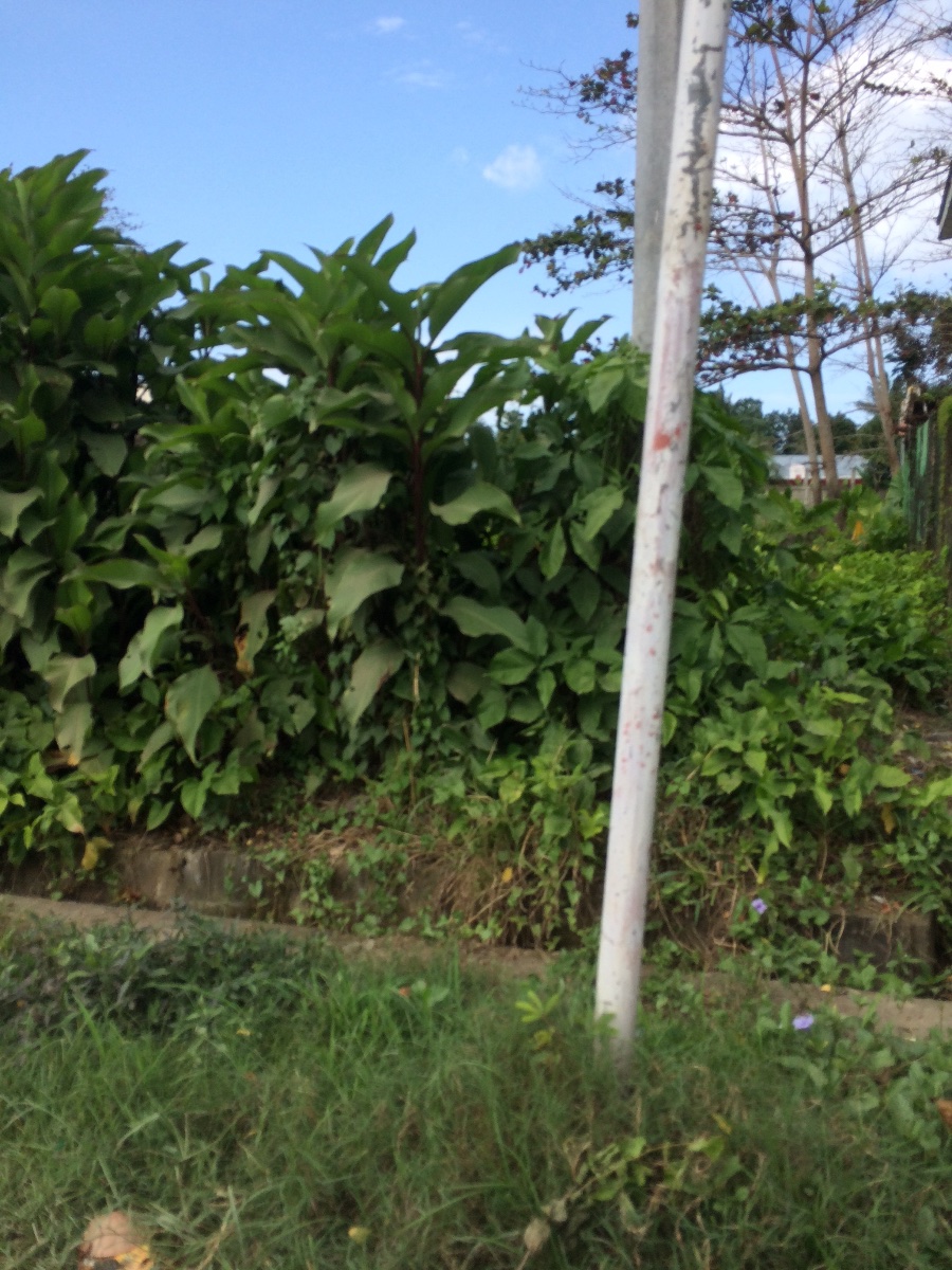 Balamban