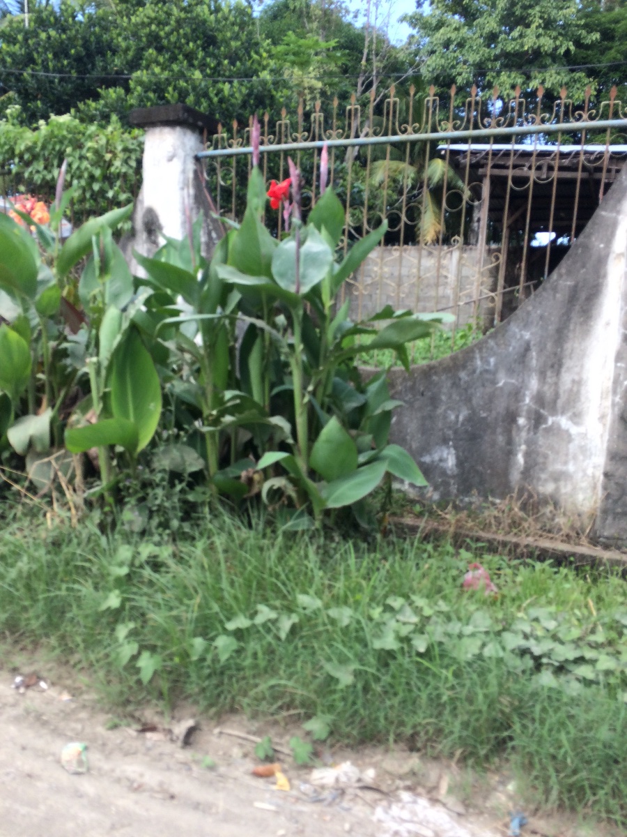 Balamban