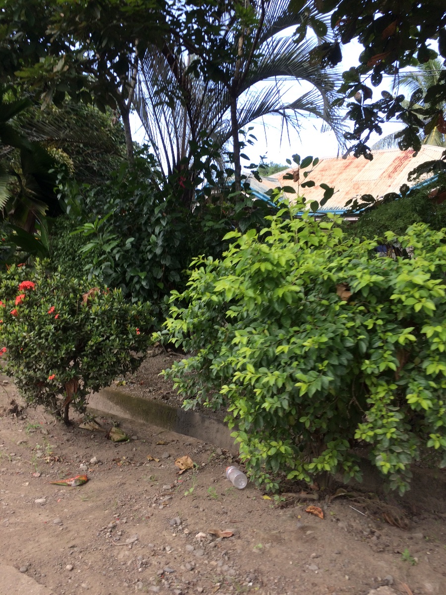 Balamban