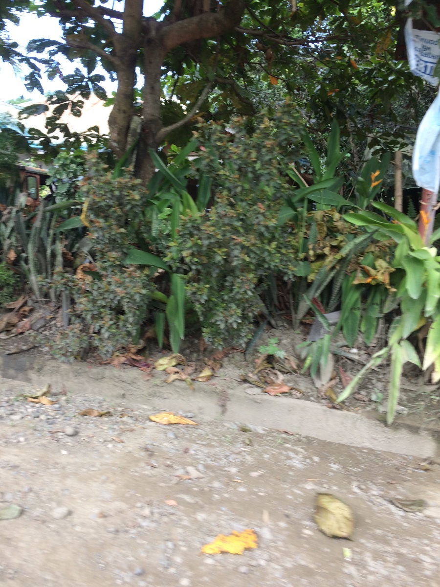 Balamban