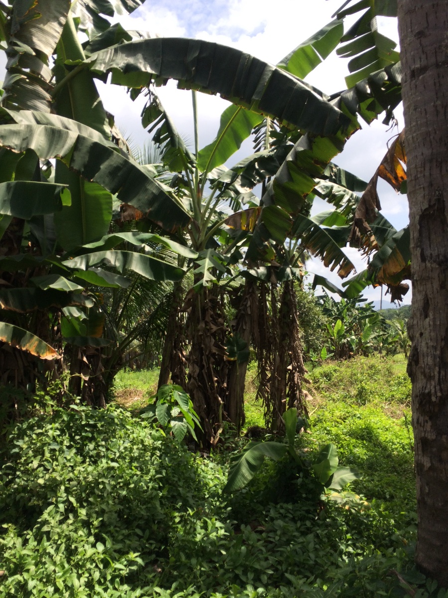 Bananas