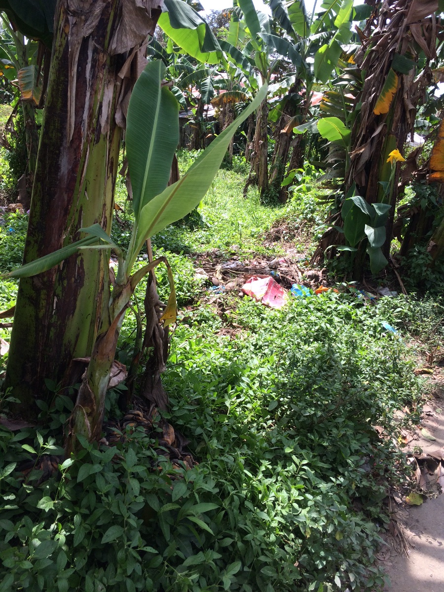 Bananas